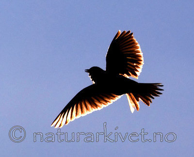 BB 07 0063 / Alauda arvensis / Sanglerke